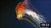 STORIES FROM THE SEA - Documentary Music